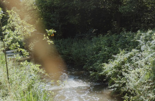 Natuurgebied Den Haert (vergroot foto)