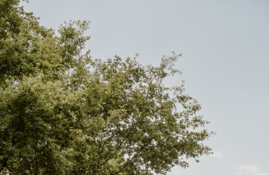 Natuur Gierle in de zomer (vergroot foto)