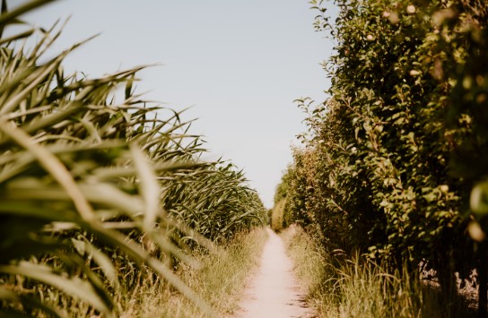 Natuur Gierle in de zomer (vergroot foto)