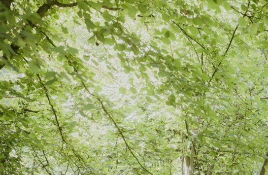 Natuurgebied Den Haert (vergroot foto)